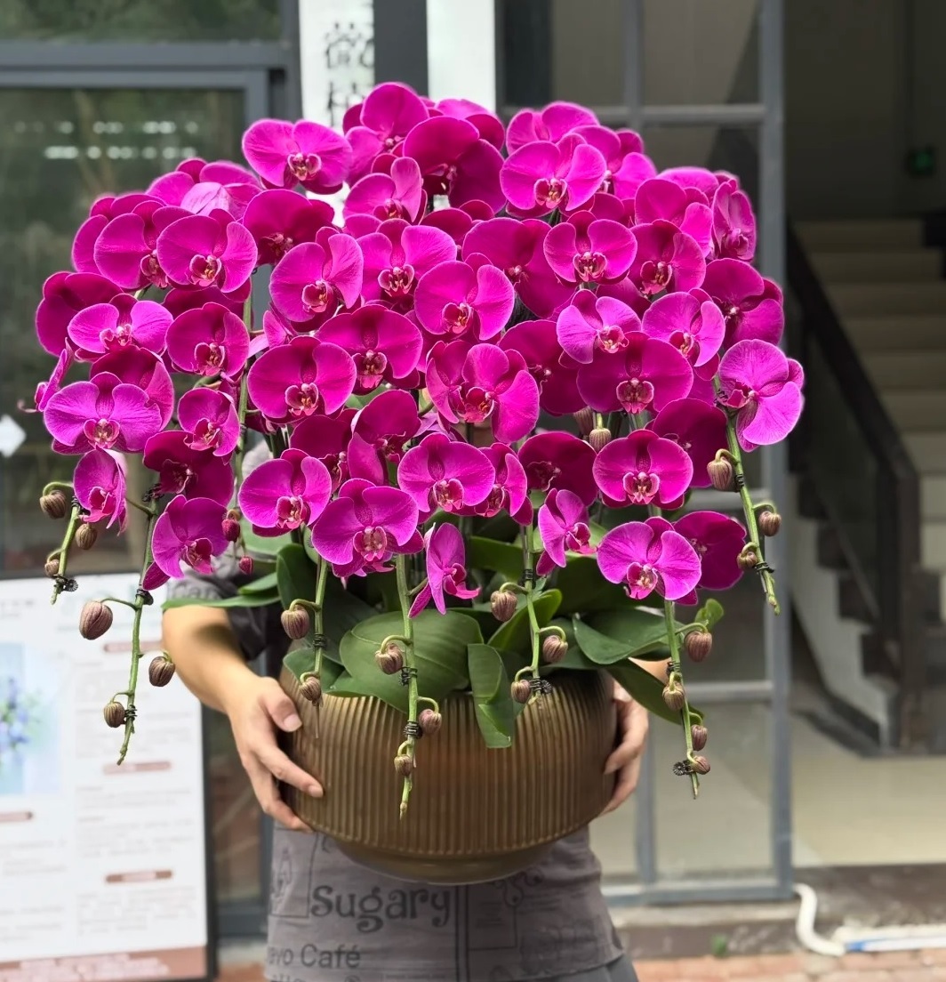 Lan hồ điệp với quà tặng nhân dịp quan trọng, giao hàng tận nhà