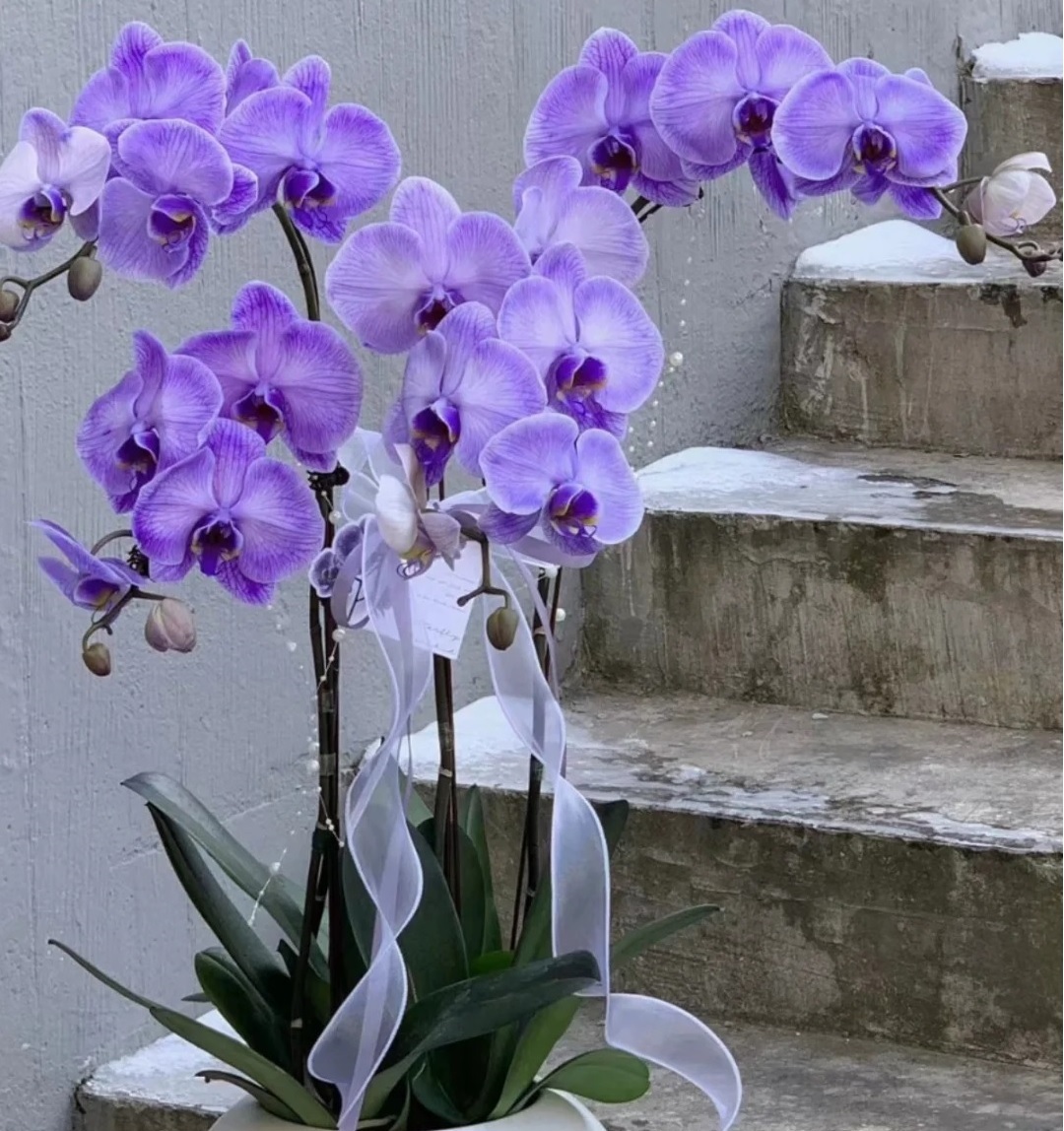 Hoa lan hồ điệp Macaroon Phalaenopsis